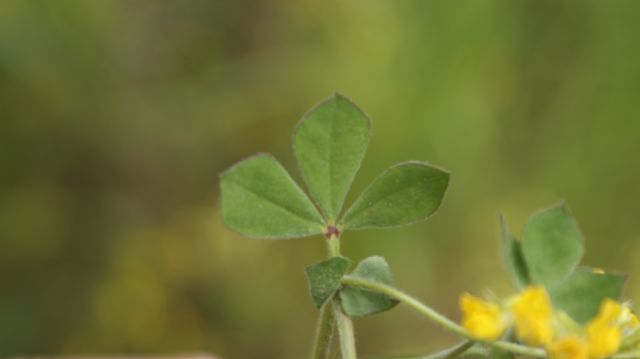 Lotus ornithopodioides